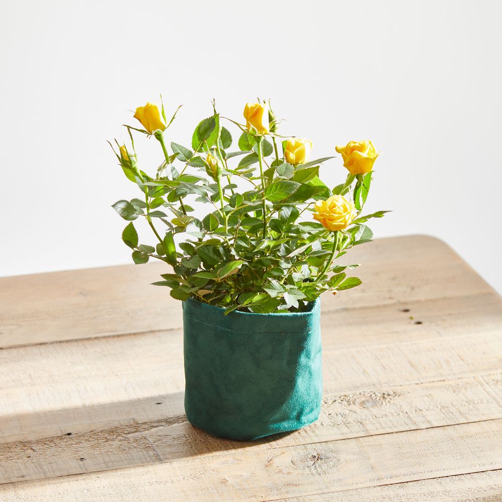 Yellow Rose Plant With Pot