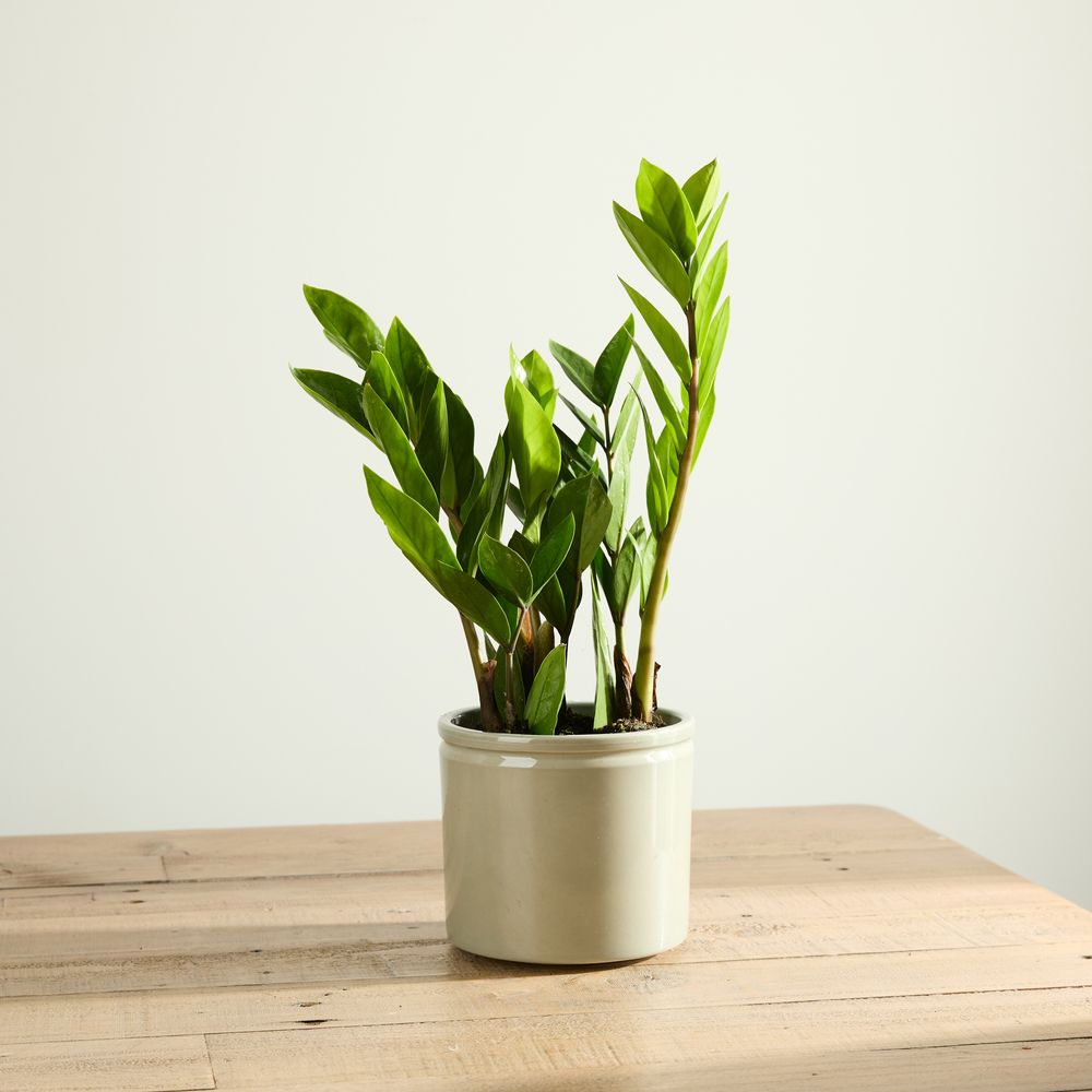 Zizi Plant With Pot