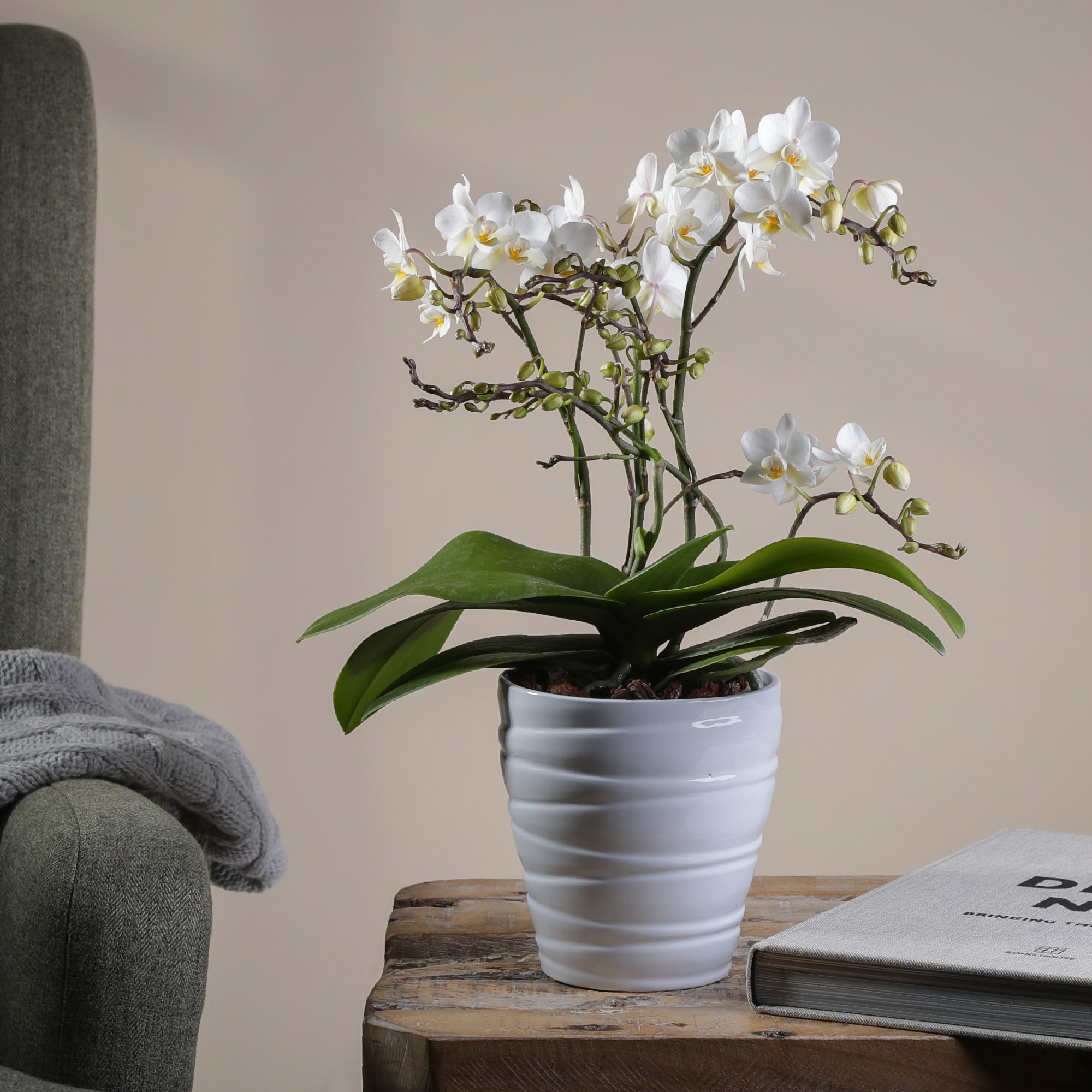 Orchid wild White In White Ceramic Pot