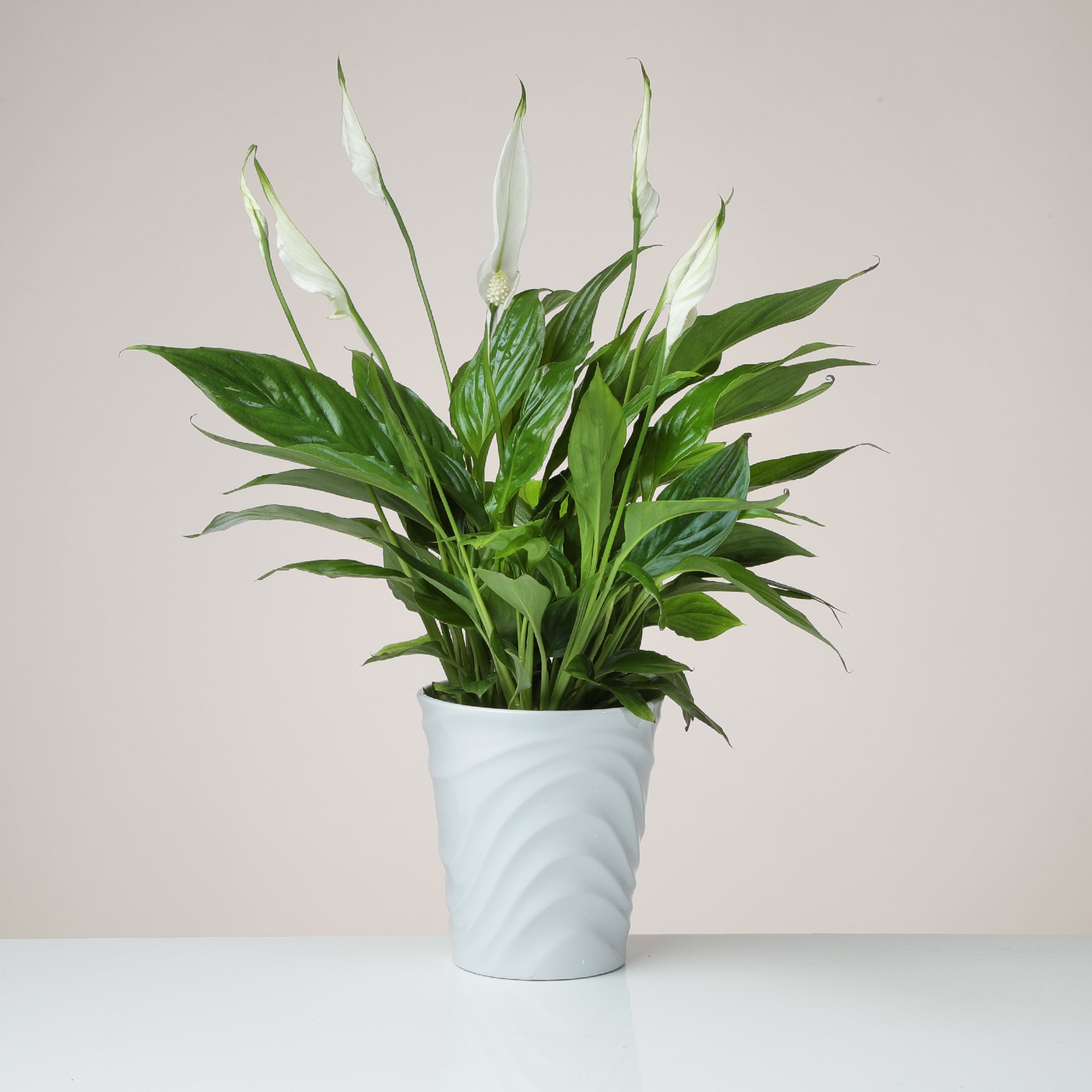Peace Lily Plant In White Ceramic Pot
