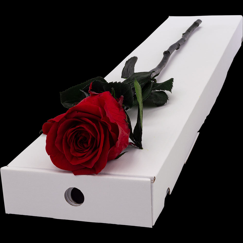 Infinity Letterbox Single Red Rose