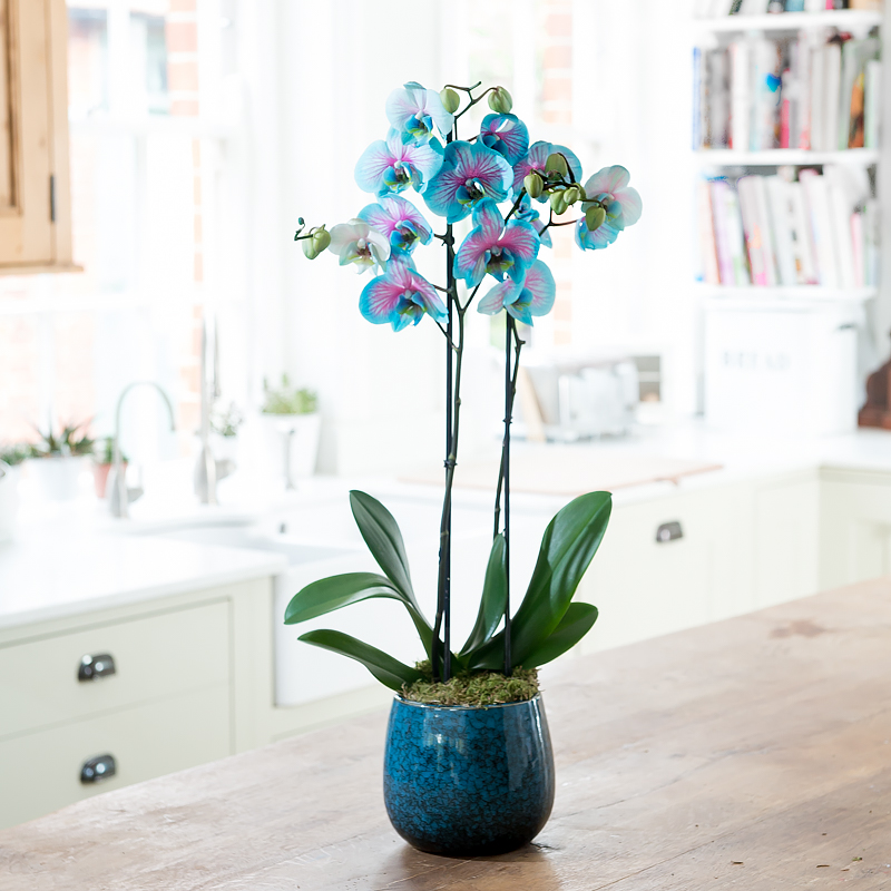 Double Stem Blue Orchid In Pot