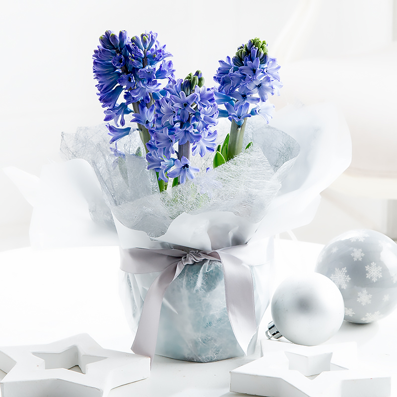Gift Wrapped Christmas Hyacinth