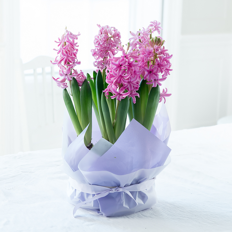 Gift Wrapped Hyacinth Bulbs