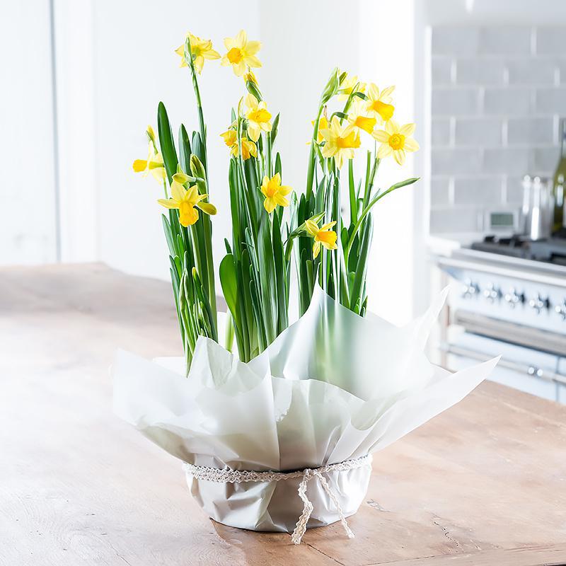 Gift Wrapped Narcissi Bowl