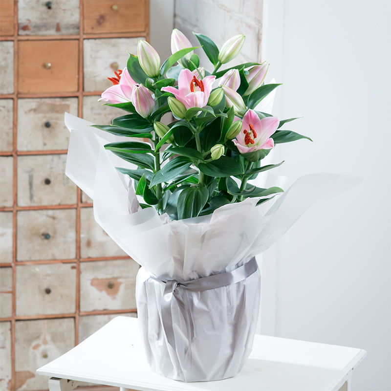 Gift Wrapped Pink Lily Plant