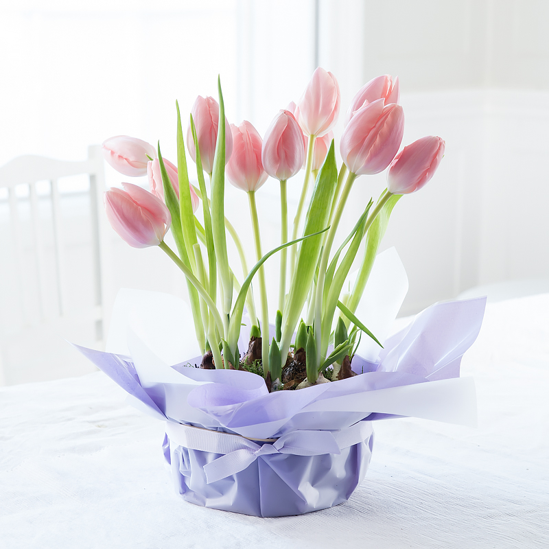 Gift Wrapped Tulip Bulbs