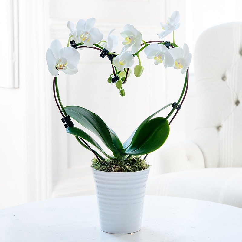 Heart Orchid Plant