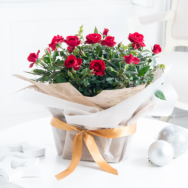 Large Gift Wrapped Red Rose Plant