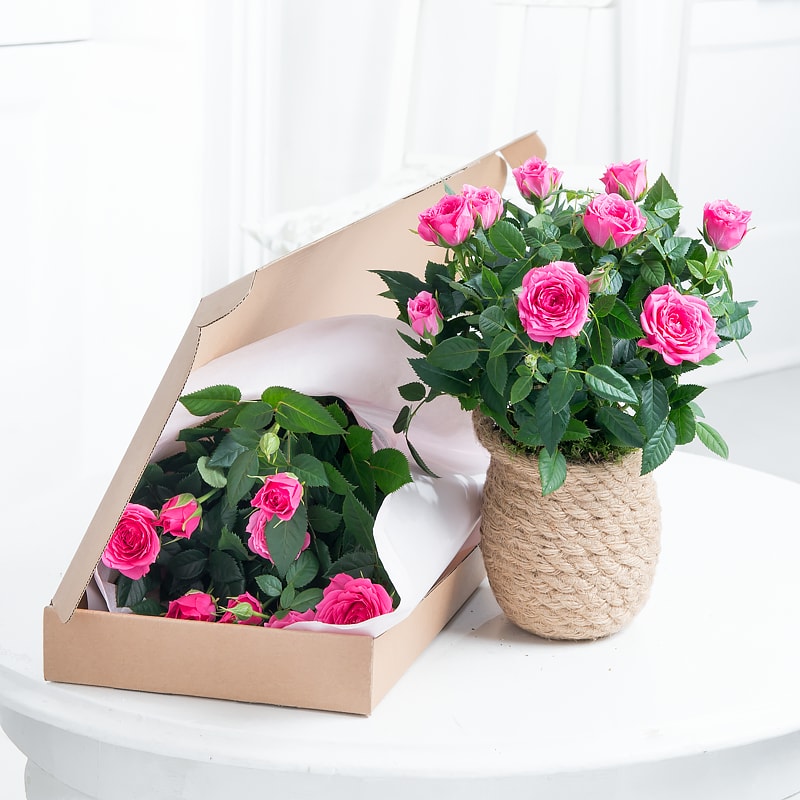 Letterbox Pink Rose Plant