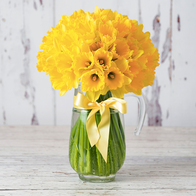 100 English Daffodils