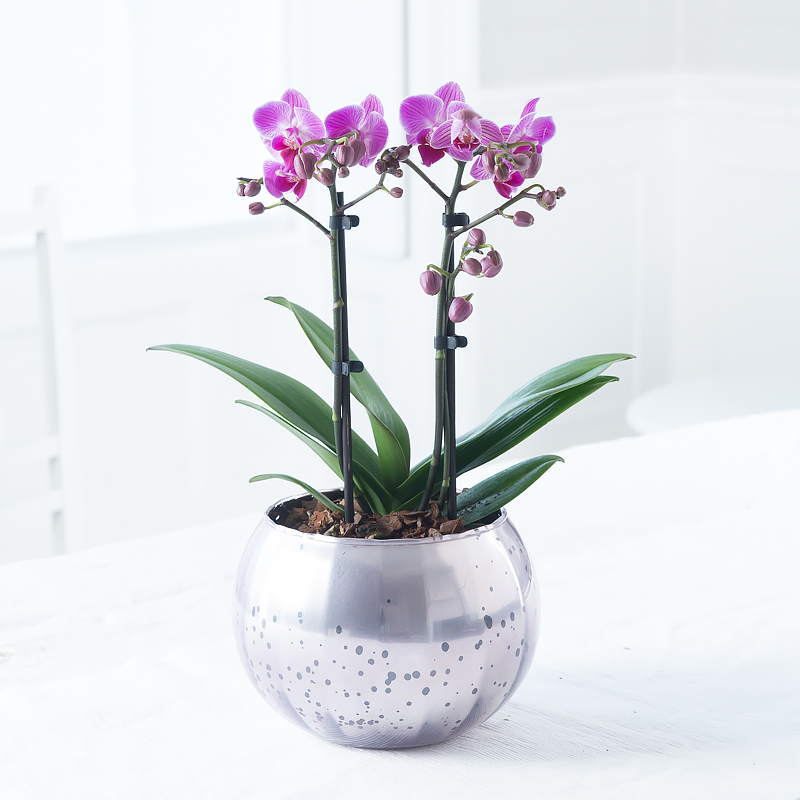 Luxury Pink Orchid Plant