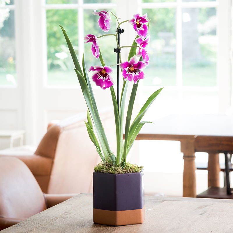 Miltonia Orchid Plant In Pot