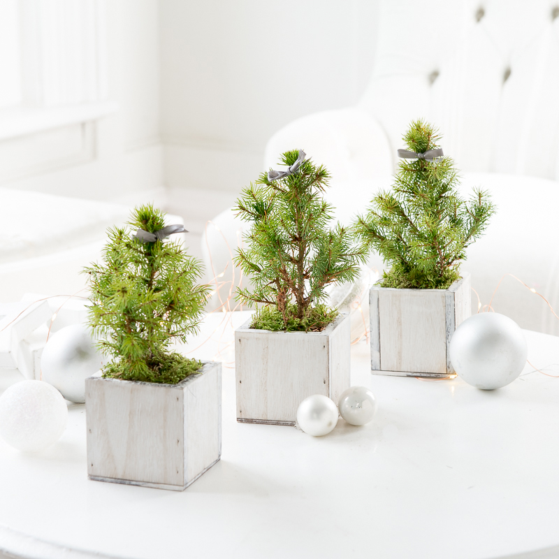 Mini Christmas Tree Trio