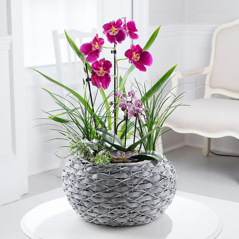Mixed Orchid Planter