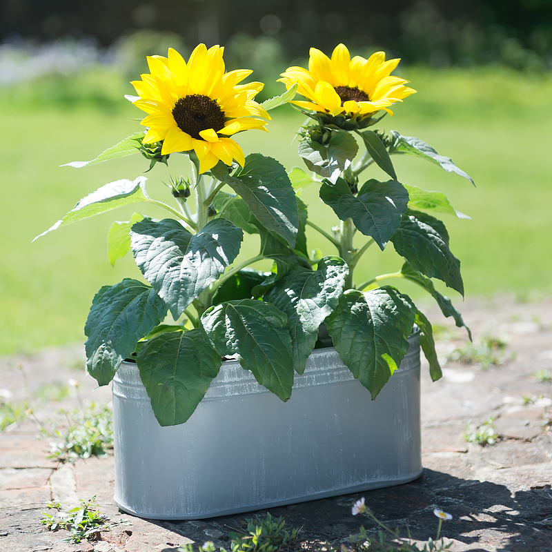 Outdoor Sunflower Trough