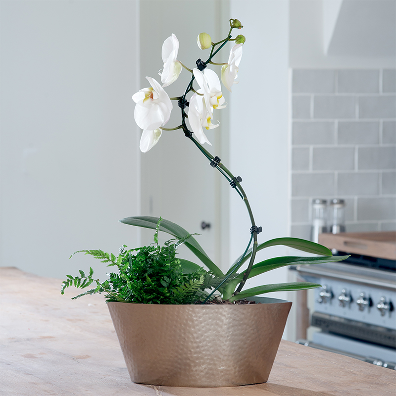 Spiral Orchid Planter
