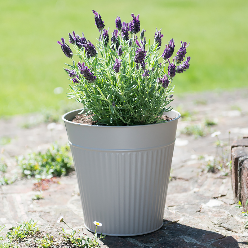 Summer Lavender Planter